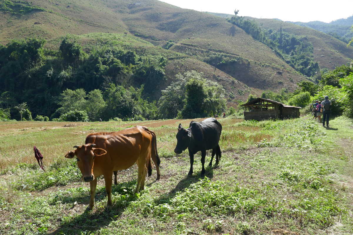 vache dans une contrée du Laos