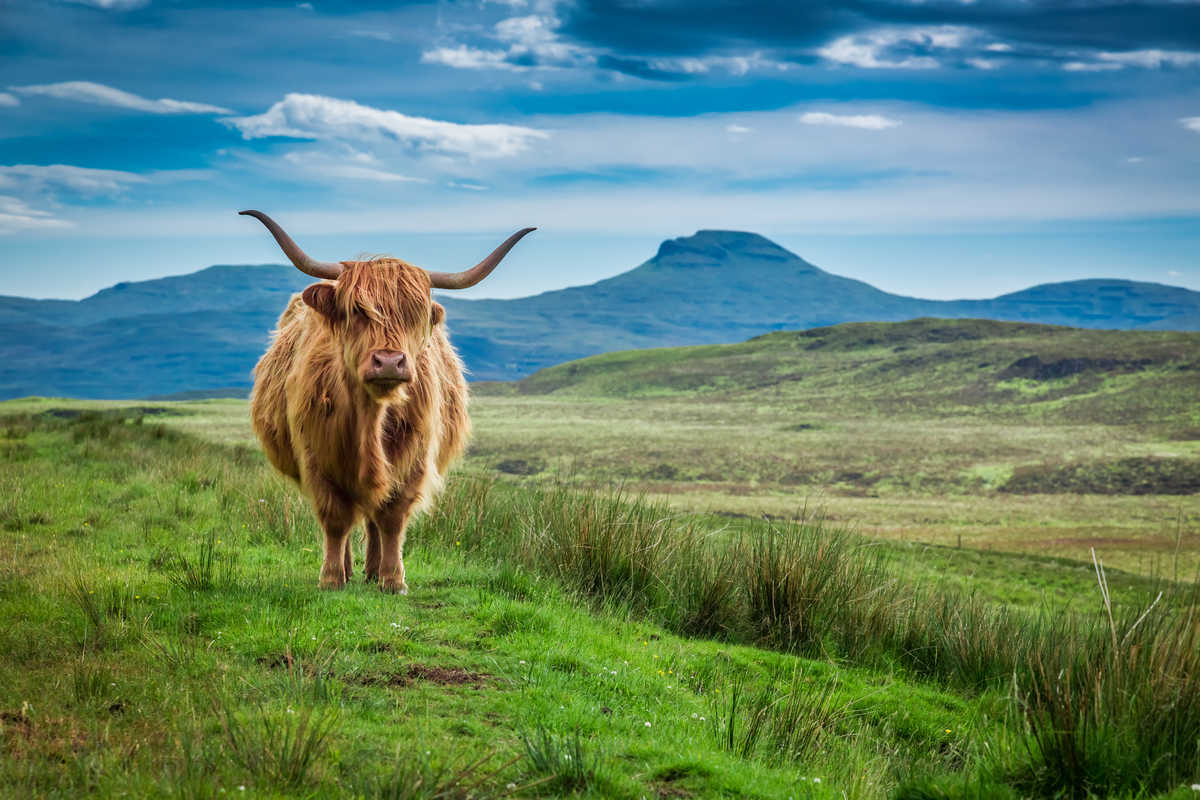 Vache Highland en Ecosse