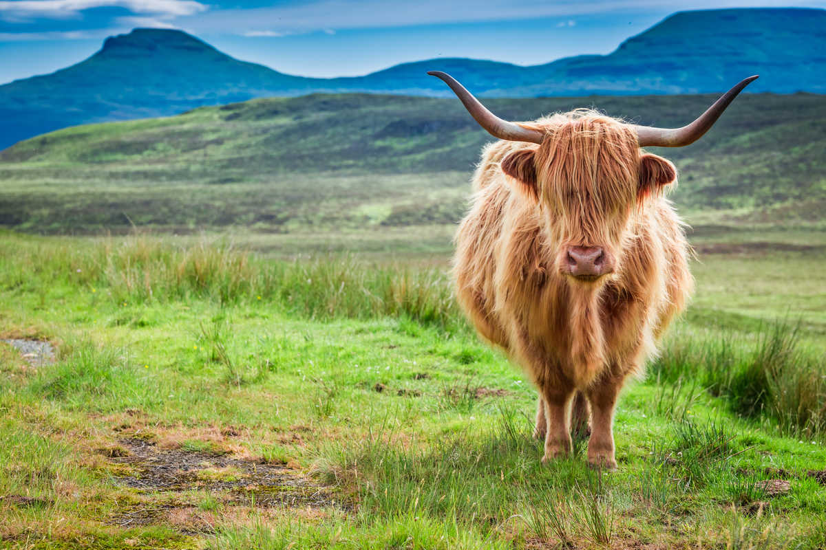 Vache Highland en Ecosse