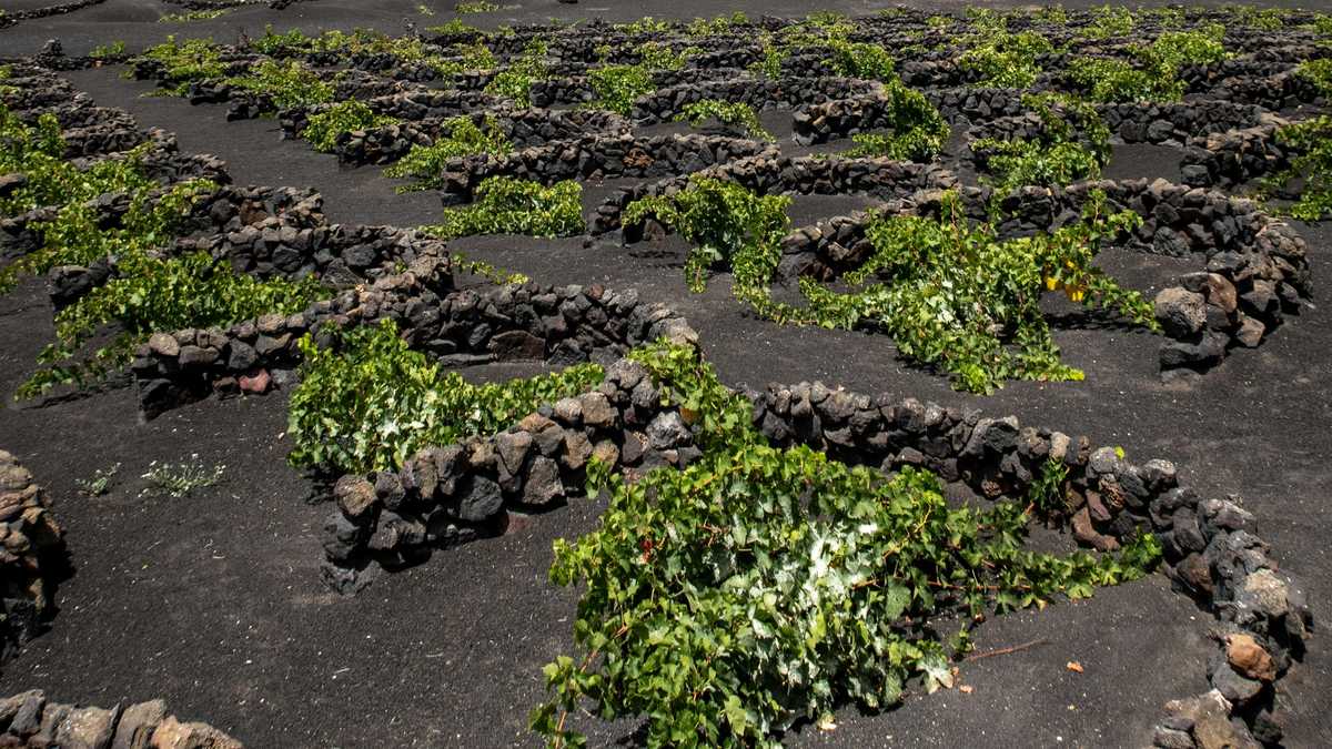 Vignes du parc de la Geria, Vin cépage Malvoisie volcanique, Lanzarote, îles Canaries