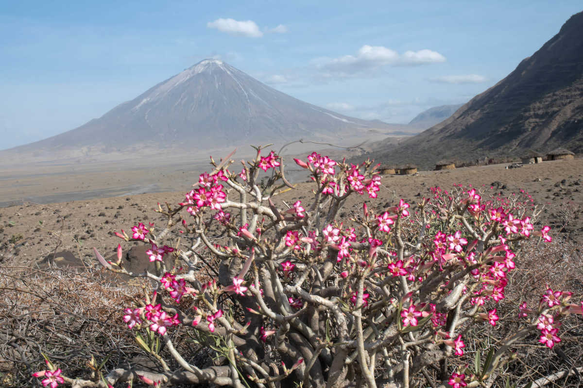 Volcan Ol Doinyo Lengaï en Tanzanie