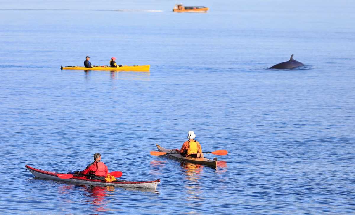 Voyageurs observant les baleines en kayak sur le fjord du Saguenay au Canada