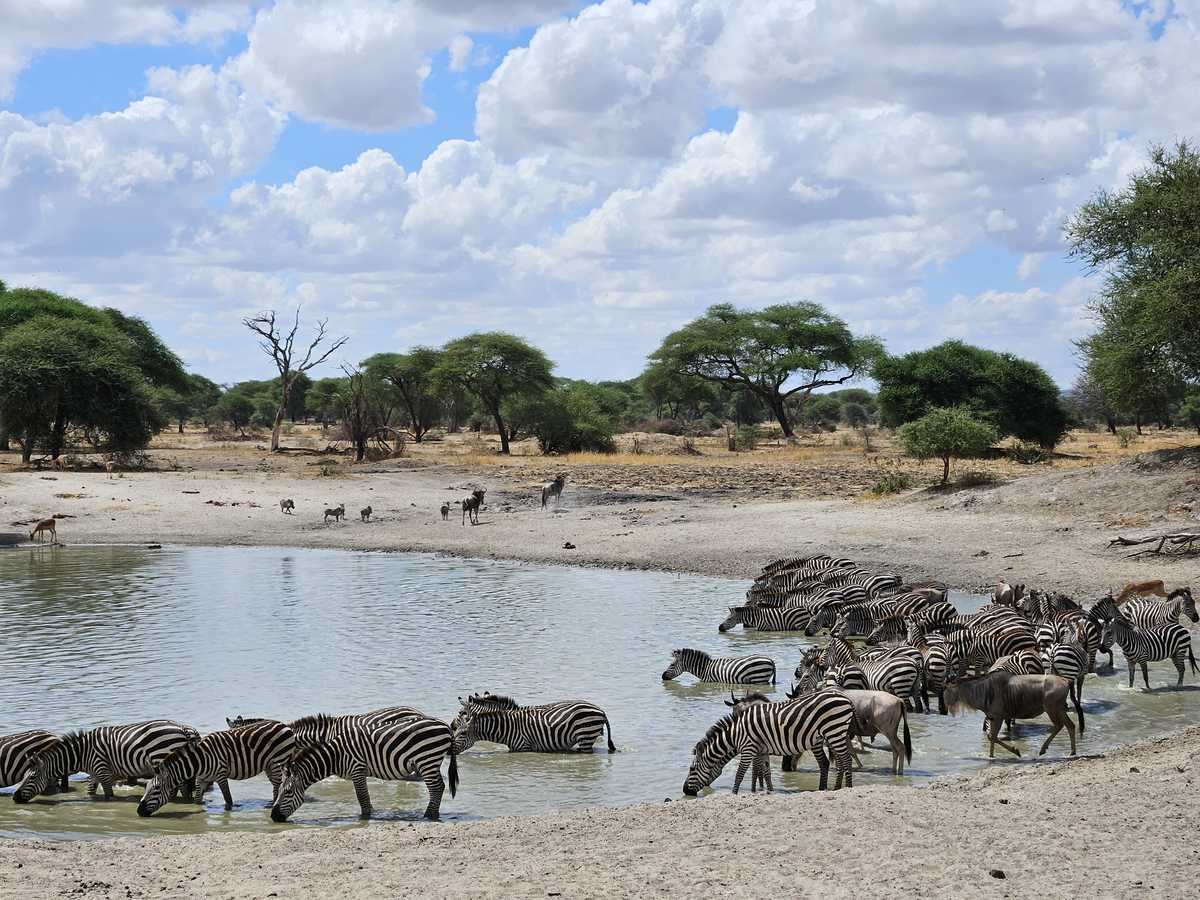 Zèbre dans de l'eau du parc de Tarangire en Tanzanie