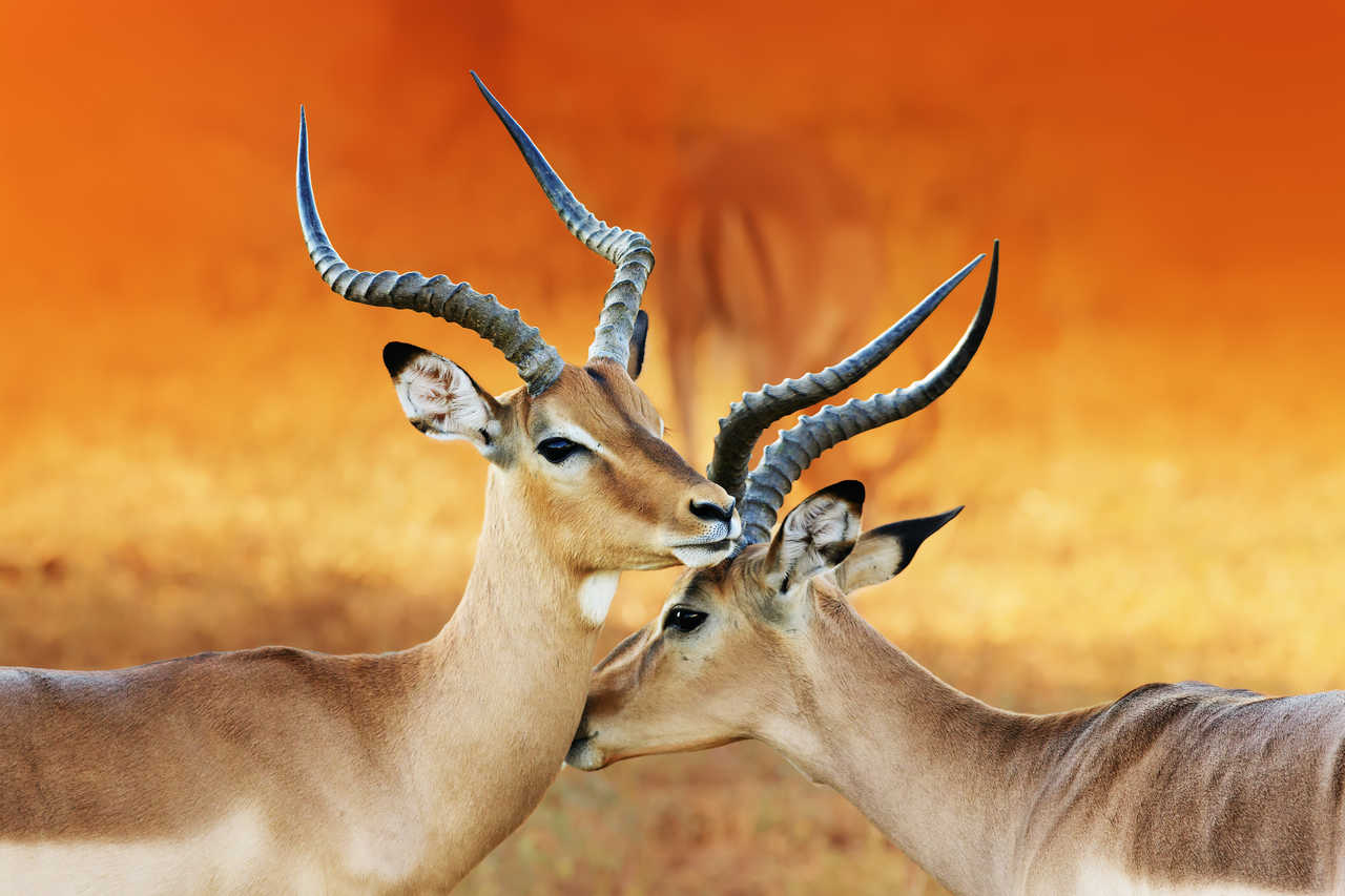 2 Impalas en Namibie