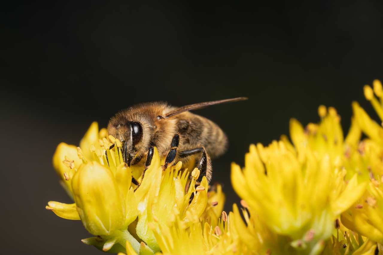 abeille carniolienne qui butine