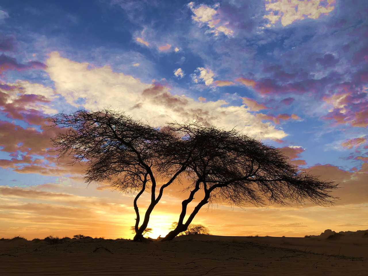 Acacia au coucher du soleil, Mauritanie