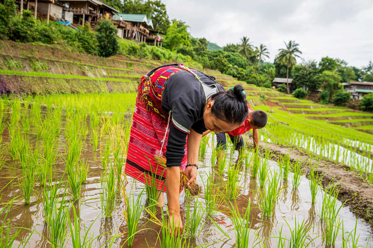 Agriculteurs familiaux cultivant sur des rizières en terrasses au Vietnam