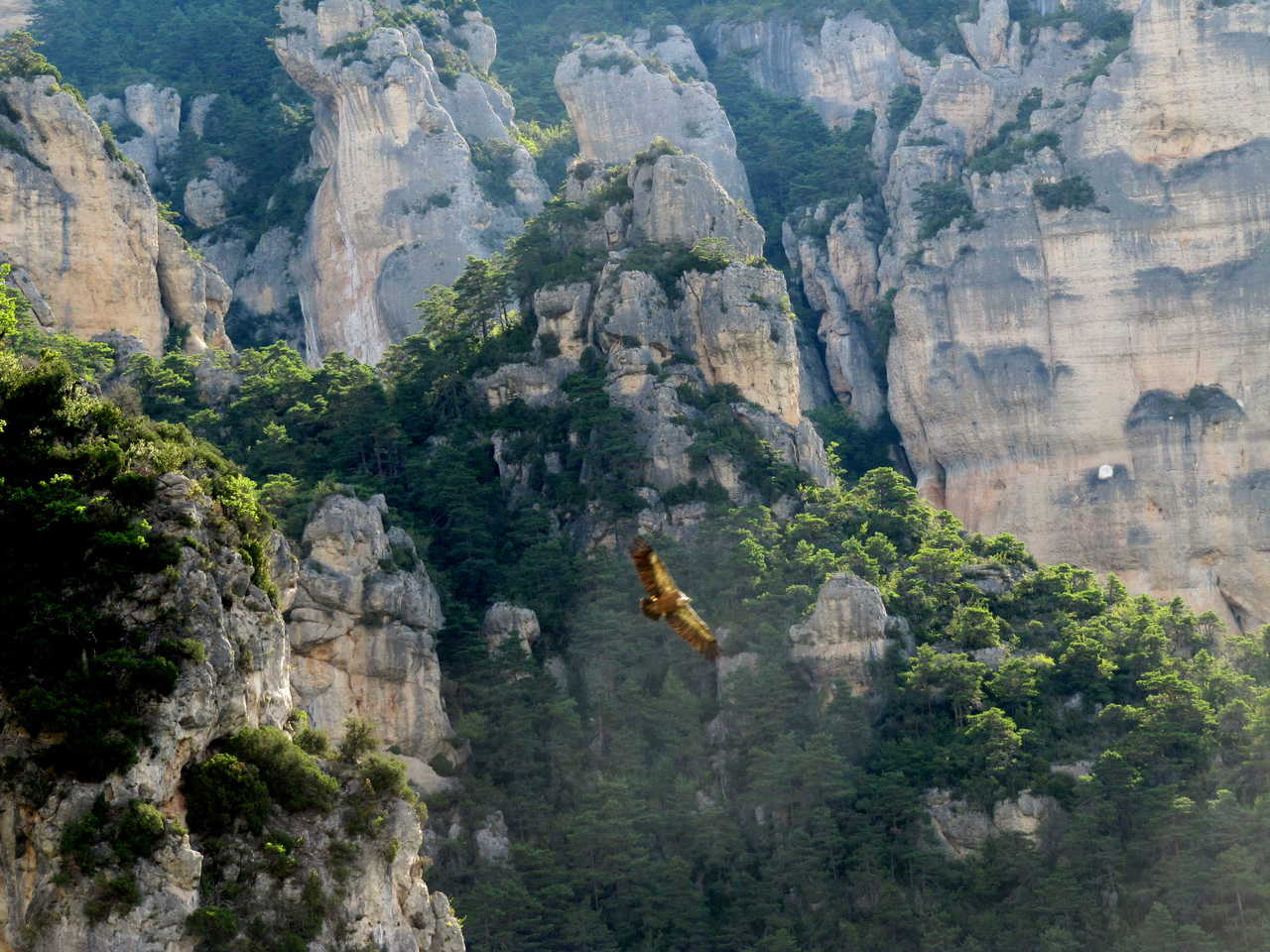 aigle dans le Massif Central en France