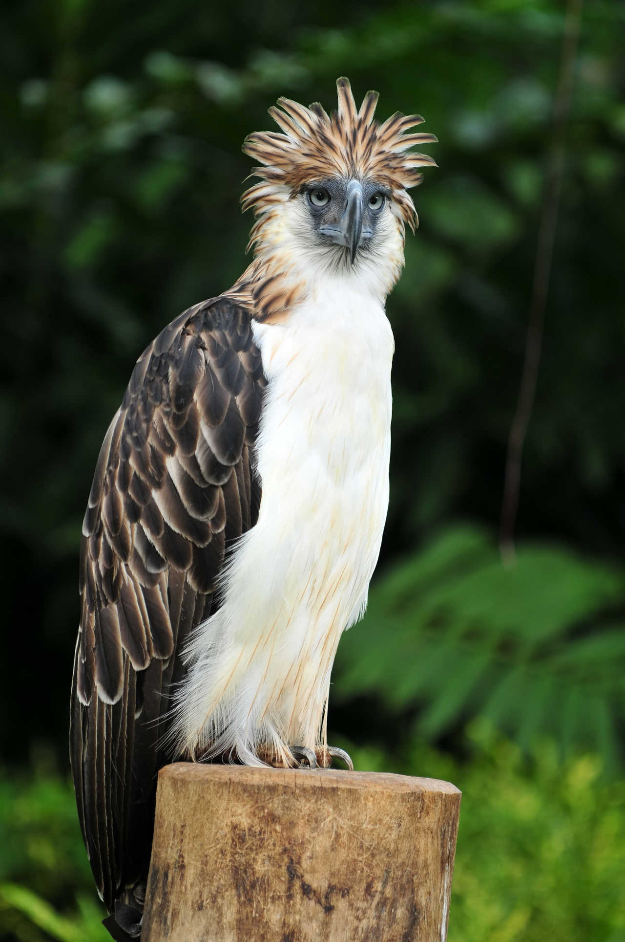 aigle des Philippines