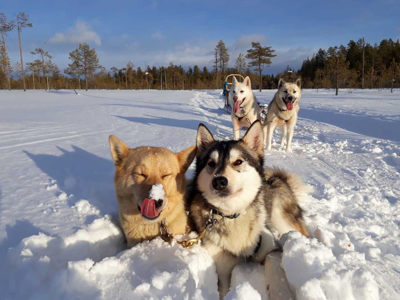 Alaskan huskies en Finlande