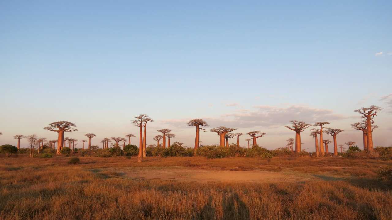 Allée des Baobabs à Madagascar au coucher du soleil