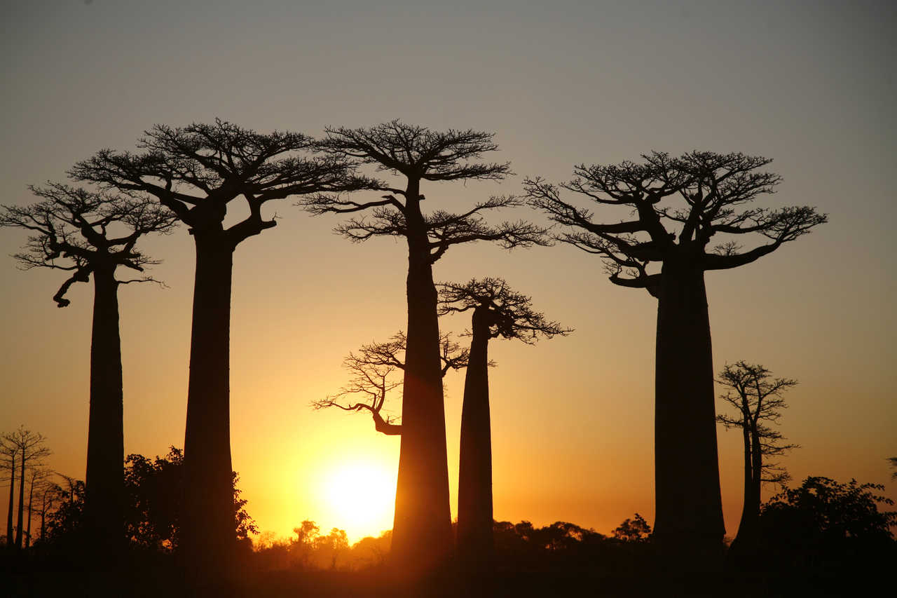 Allée des Baobabs à Madagascar au coucher du soleil