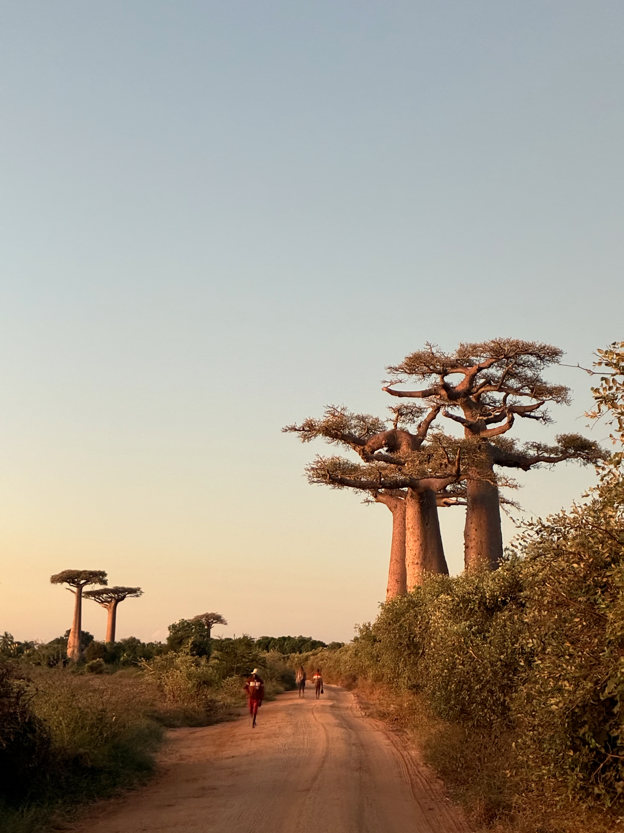 Allée des Baobabs à Madagascar
