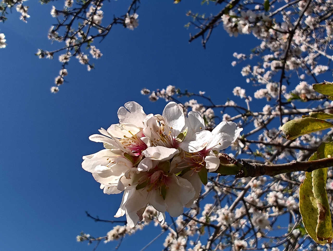 Amandier en fleur dans l'Anti Atlas