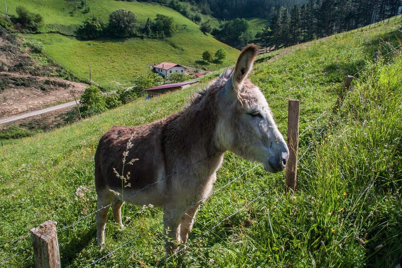 Âne du Pays Basque en Espagne