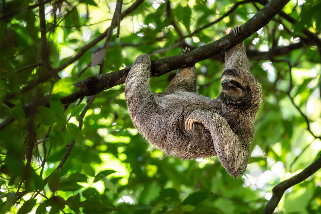 animal-paresseux-costa-rica