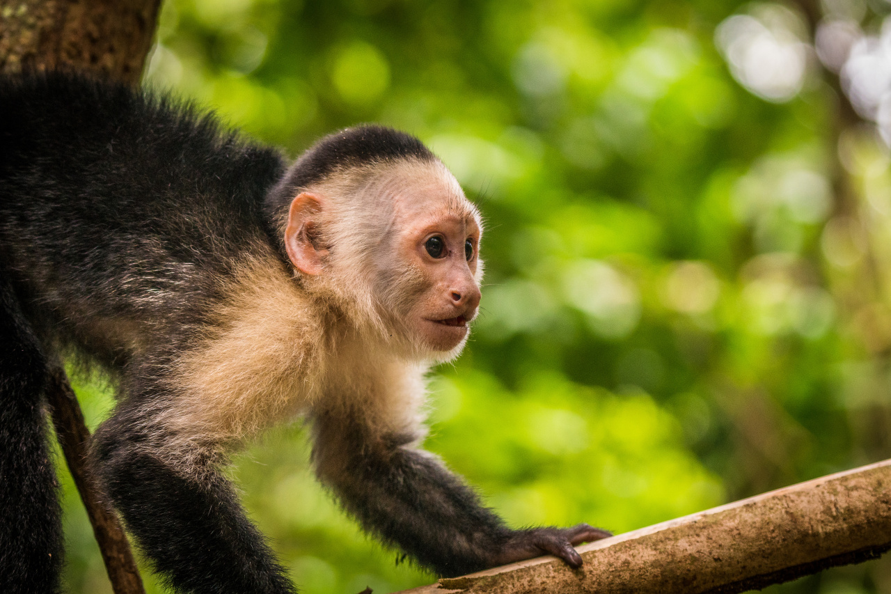 animal-singe-costa-rica