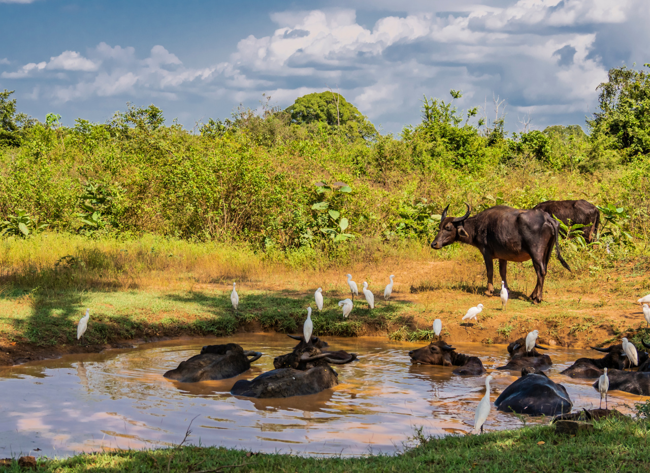Animaux dans le parc national d'Udawalawe au Sri Lanka