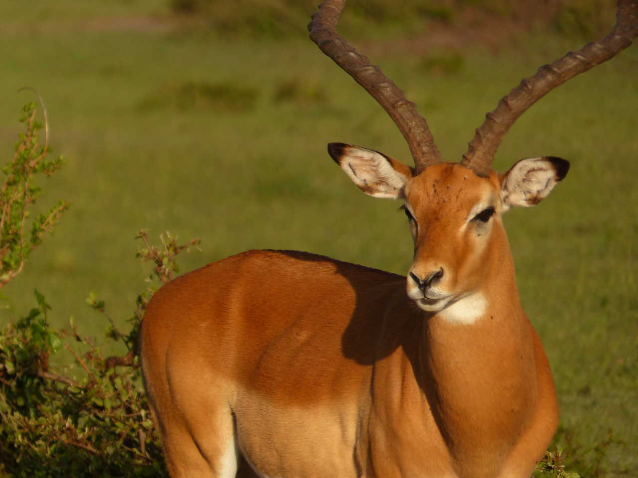 Antilope au Kenya