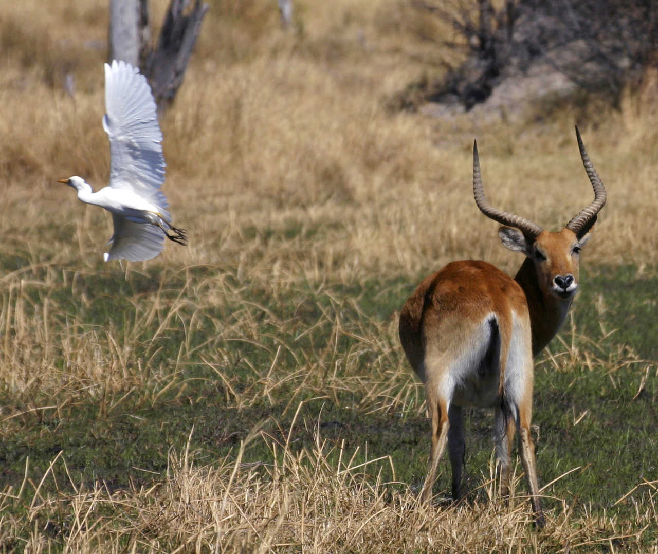 Antilope dans la brousse