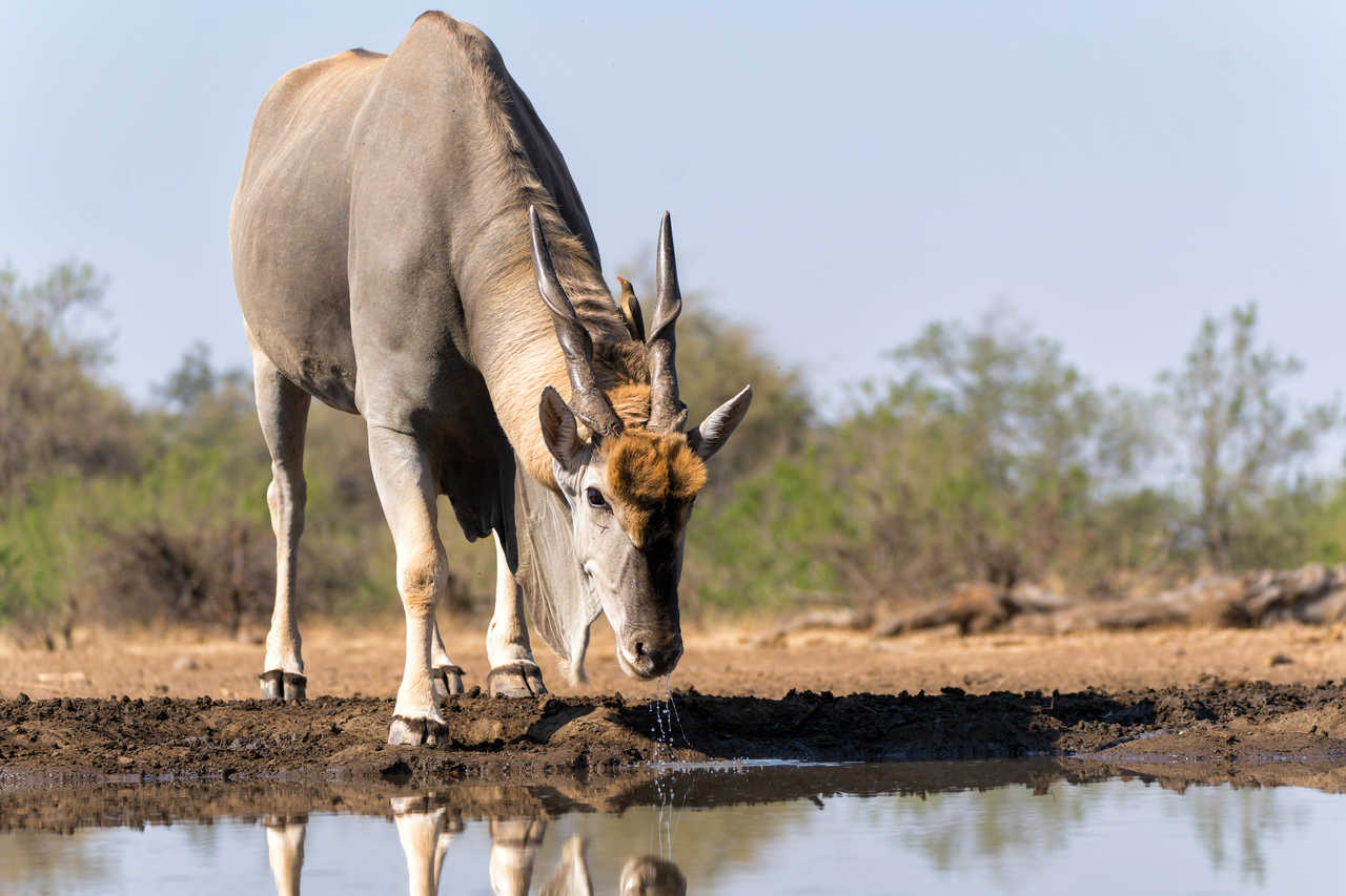 Antilope venant boire dans un point d'eau de la réserve de Mashatu