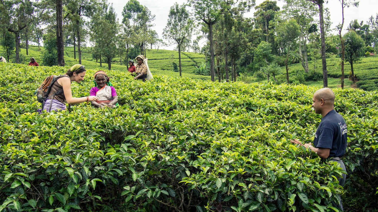 Apprendre la culture du thé au Sri Lanka avec les locaux