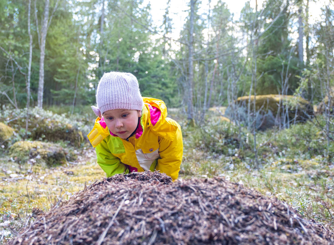Apprentissage de la forêt en Finlande