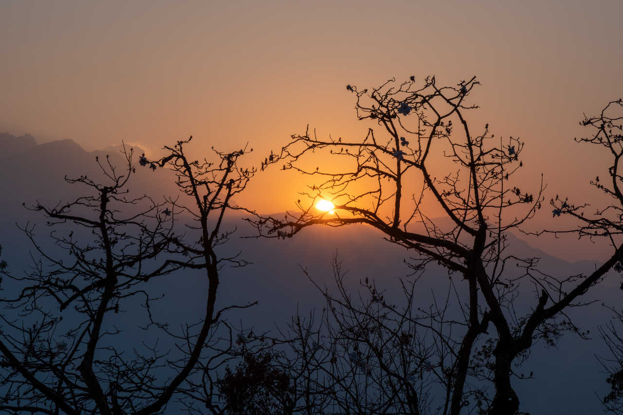 Arbre au coucher de soleil au Népal