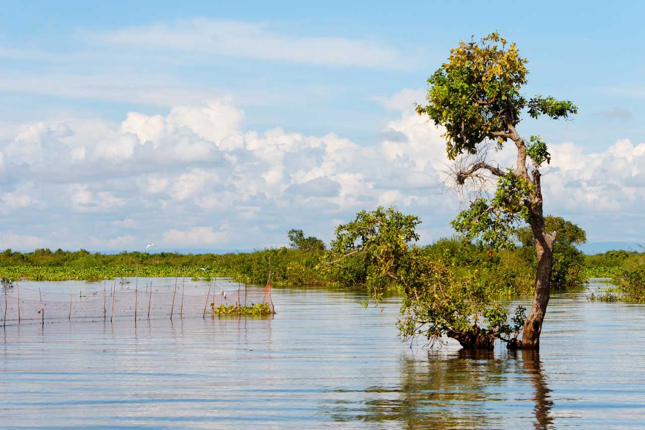 arbre dans l'eau au Cambodge