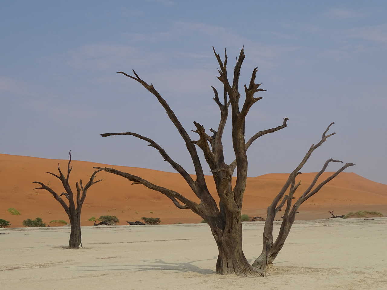 arbres dans le Désert de sel Sossusvlei en Namibie