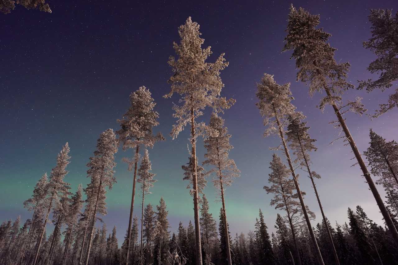 Aurores boréales en Laponie l'hiver