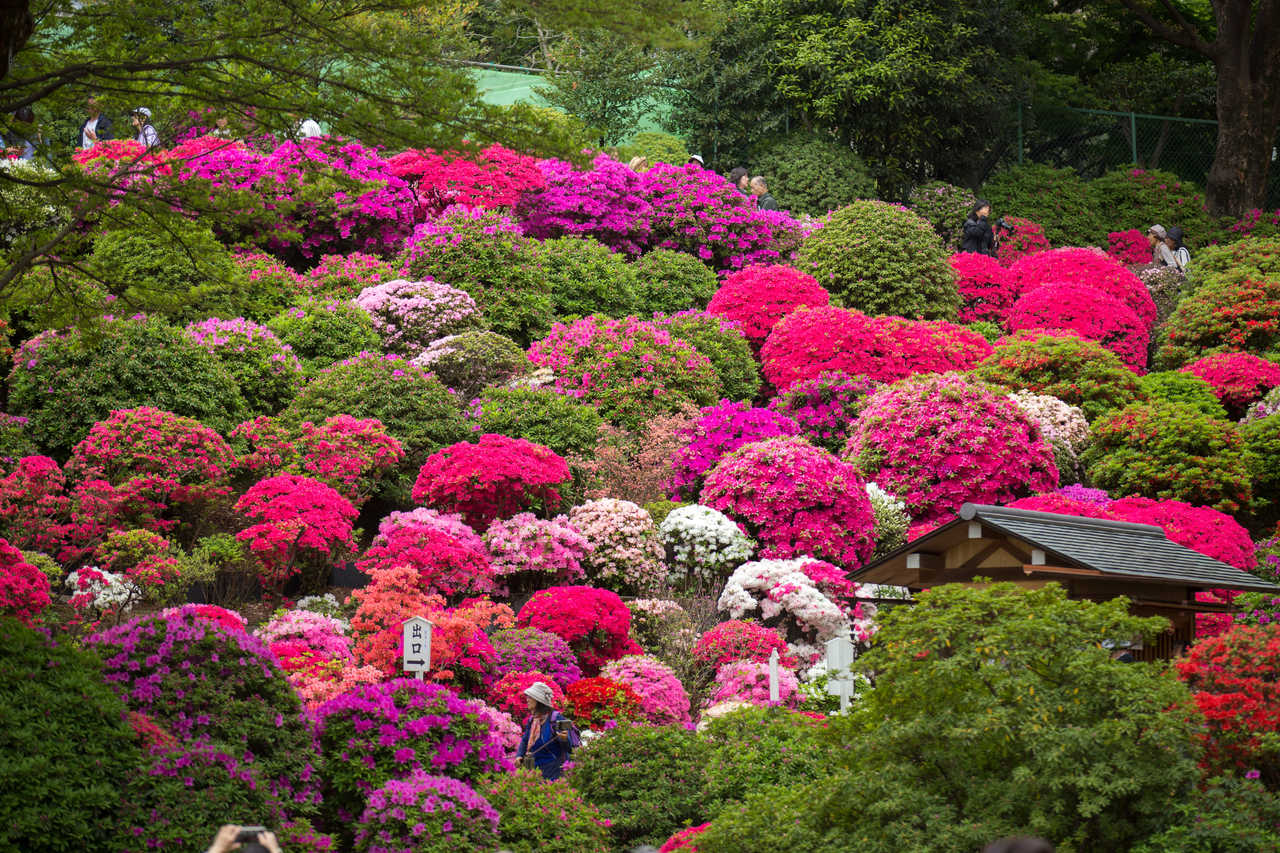 Azalées en fleurs au Japon