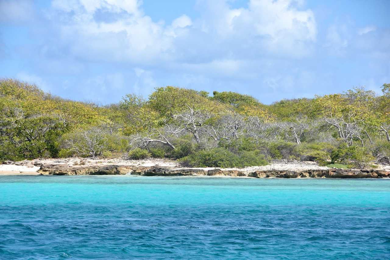 Balade dans la Mangrove en Guadeloupe