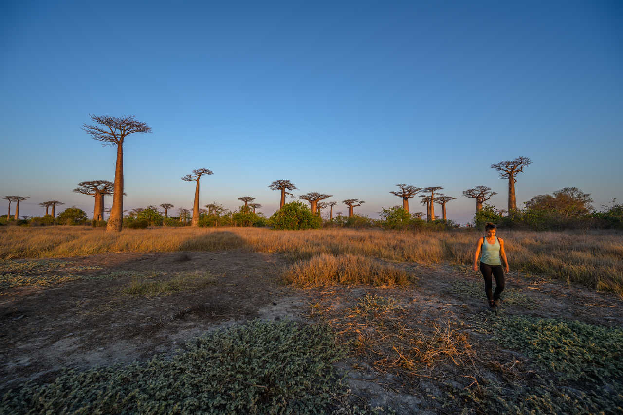 Balade dans l'allée des baobabs à Madagascar
