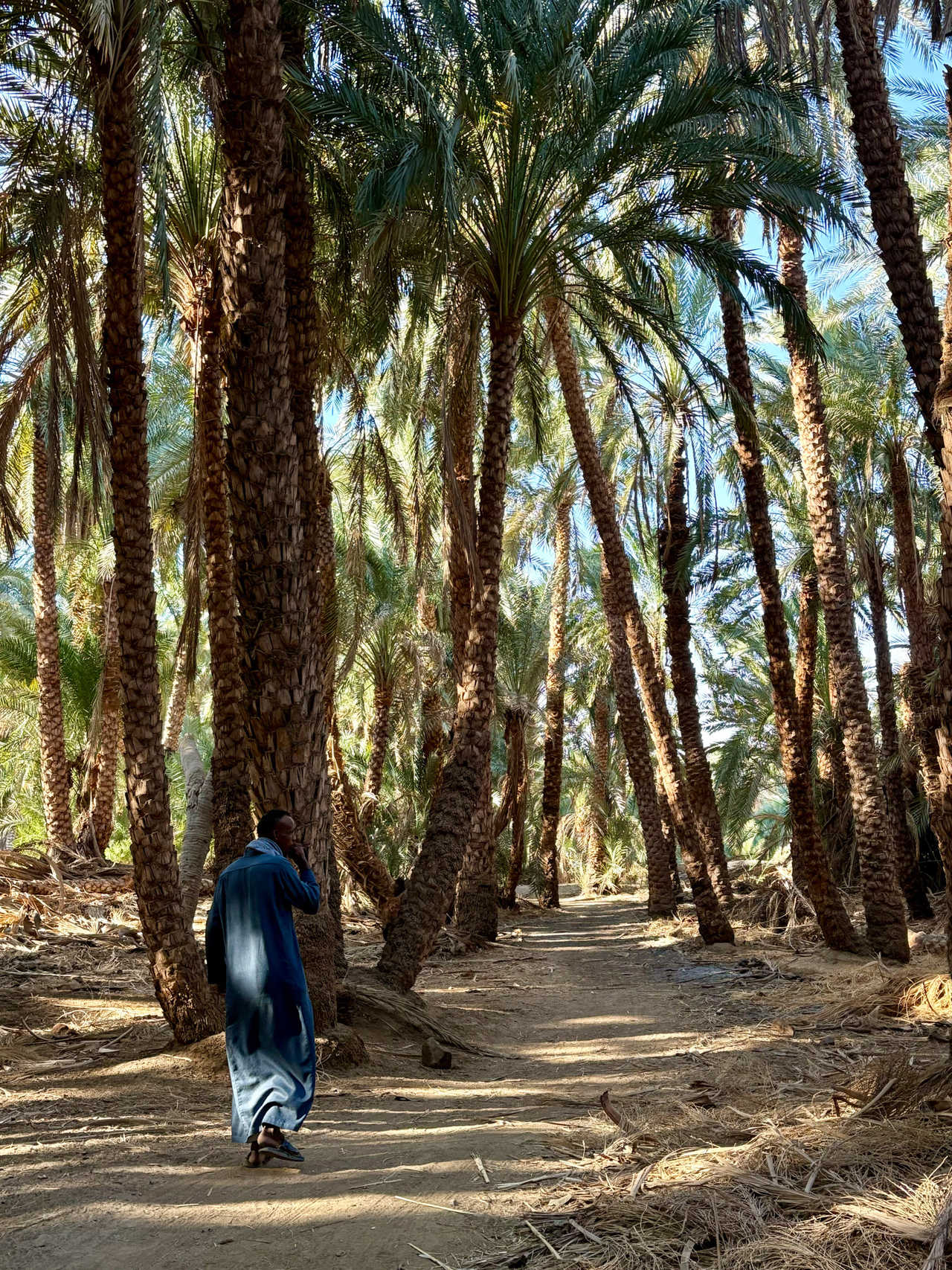Balade dans une palmeraie en Egypte