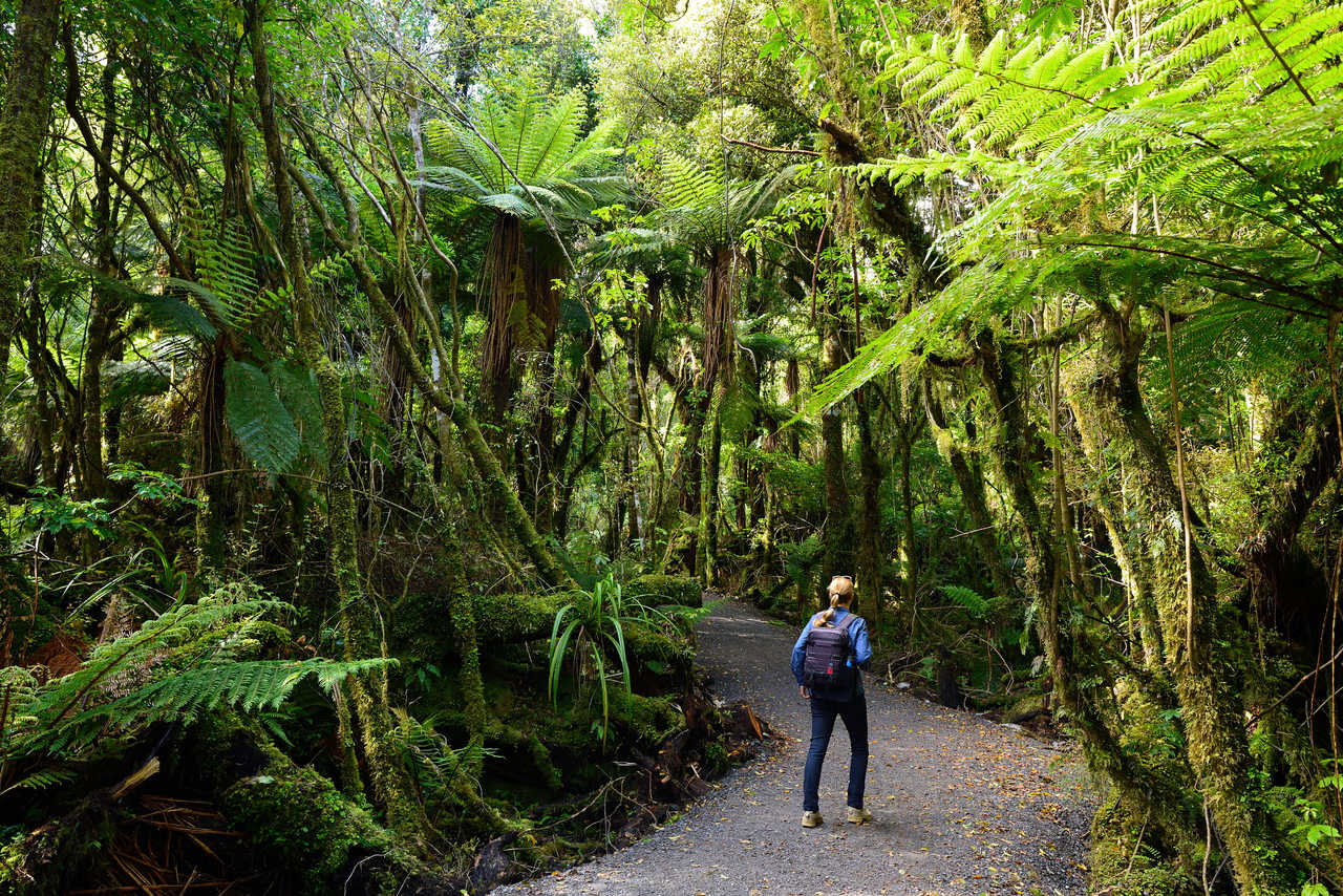 Balade en forêt en Nouvelle Zélande