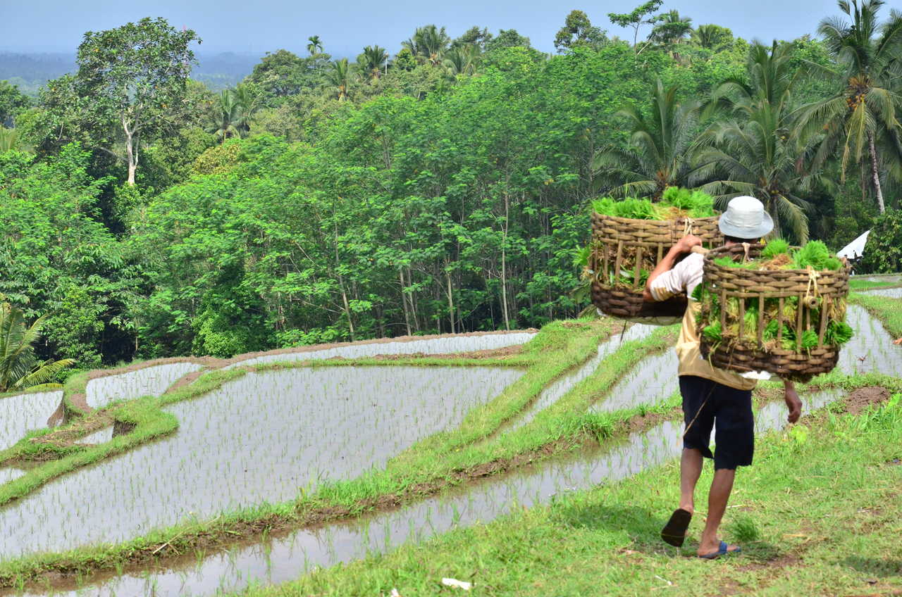 randonnée, rizière, Bali