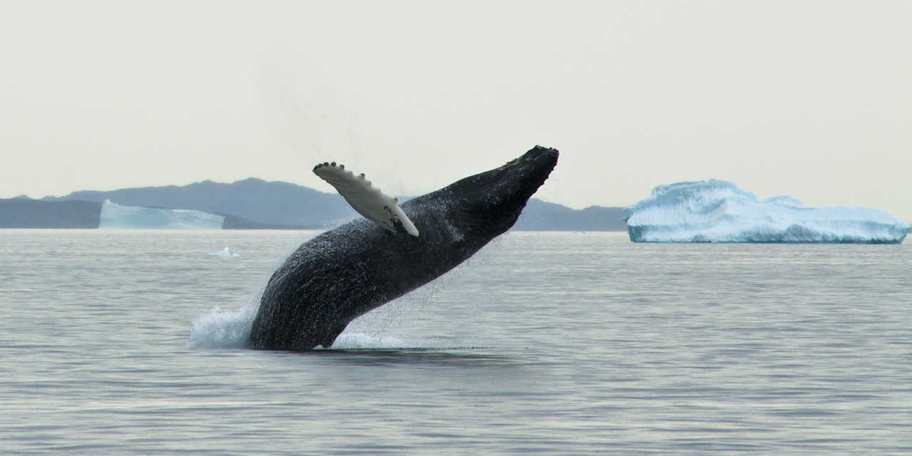 Photo d'un saut de baleine, Groenland