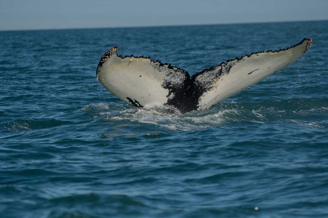 Photo d'une baleine