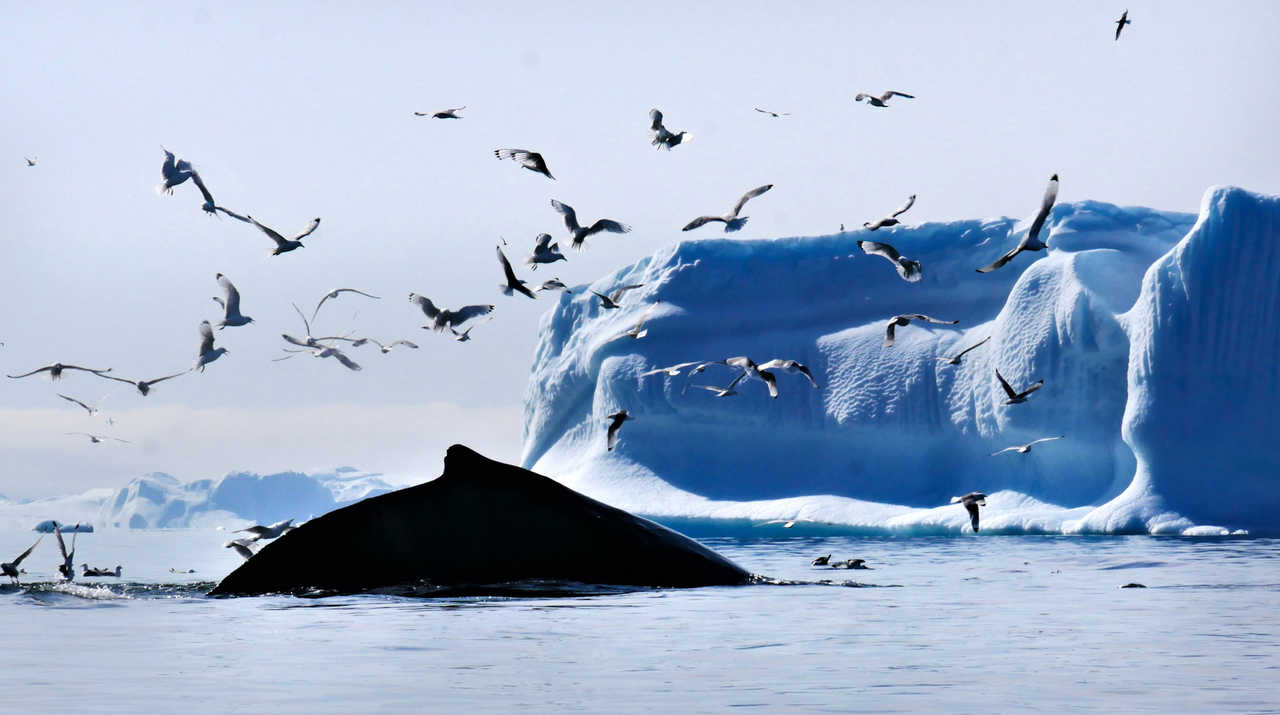 Baleine à bosse au Groenland