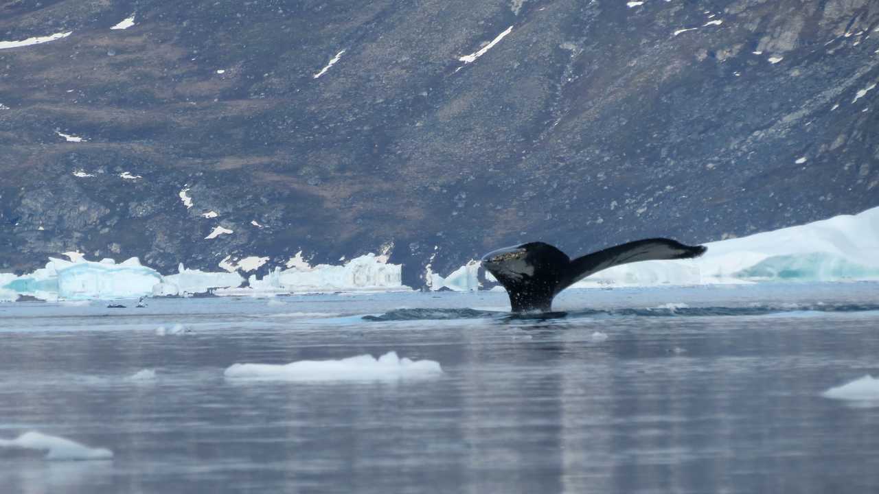 Baleine à bosse au Groenland
