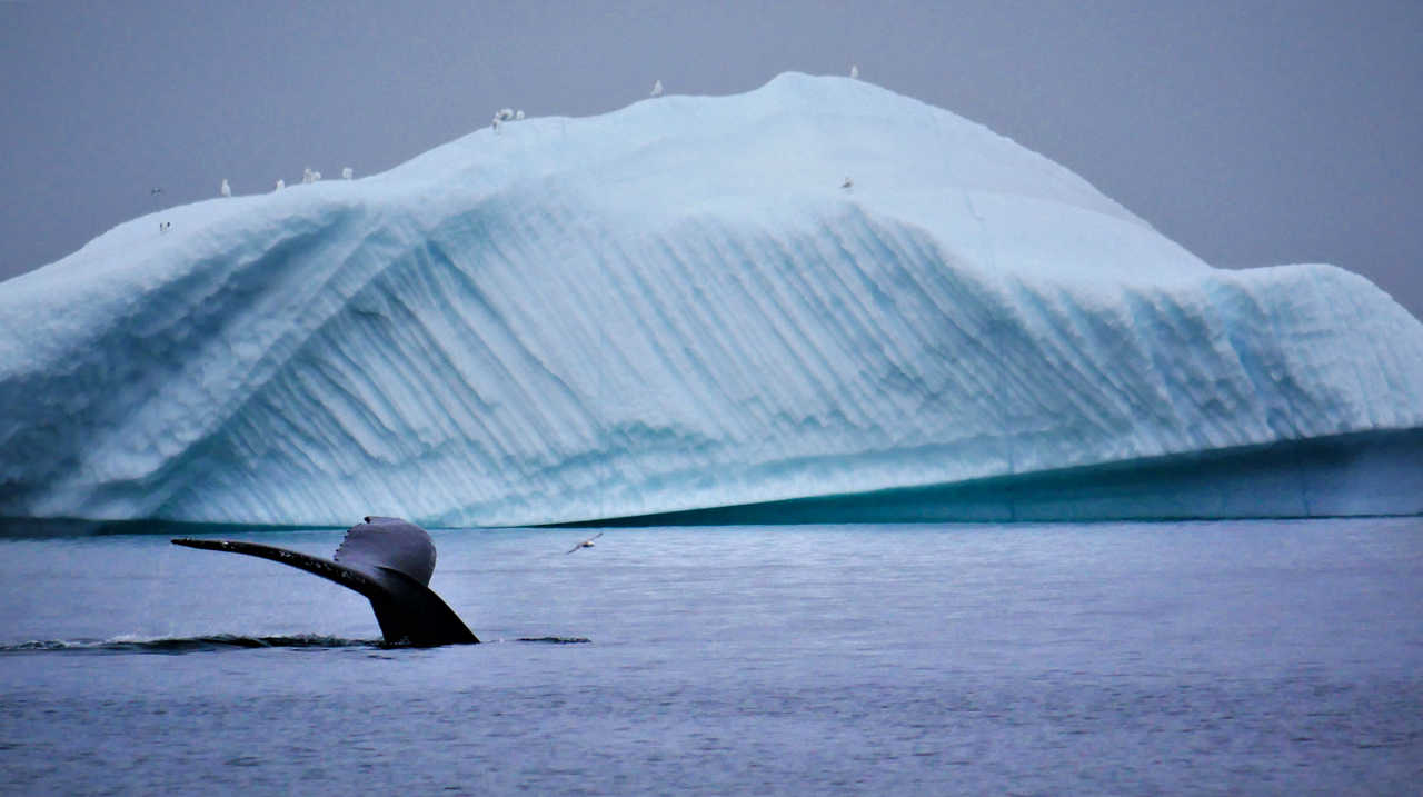 Baleine à bosse qui sonde au Groenland