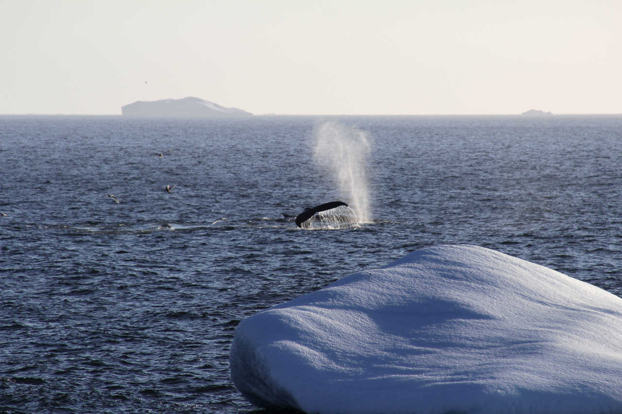 Baleine à bosses au Groenland