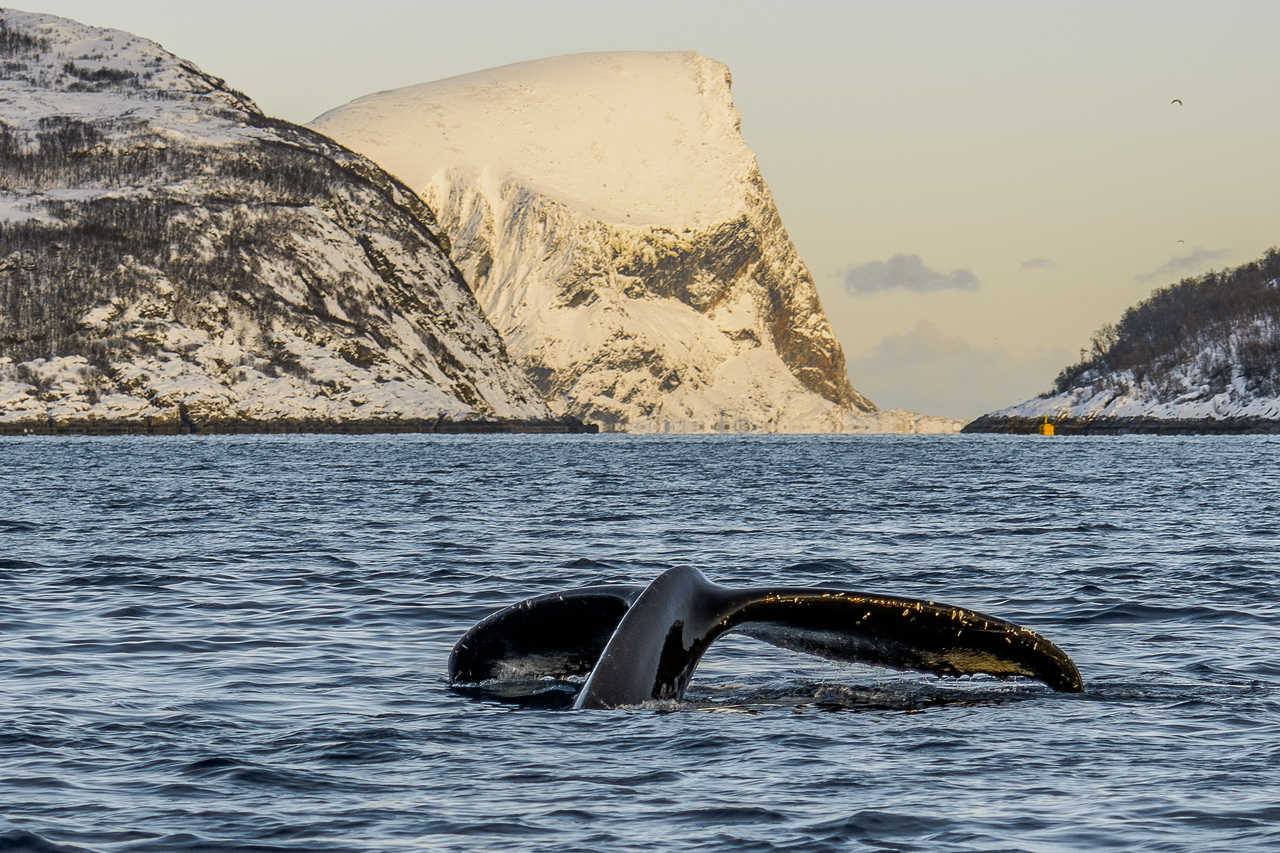 Baleine à bosses dans le Nord de la Norvège durant un safari baleines