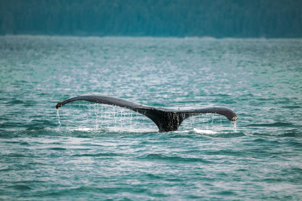 Photo baleine Alaska