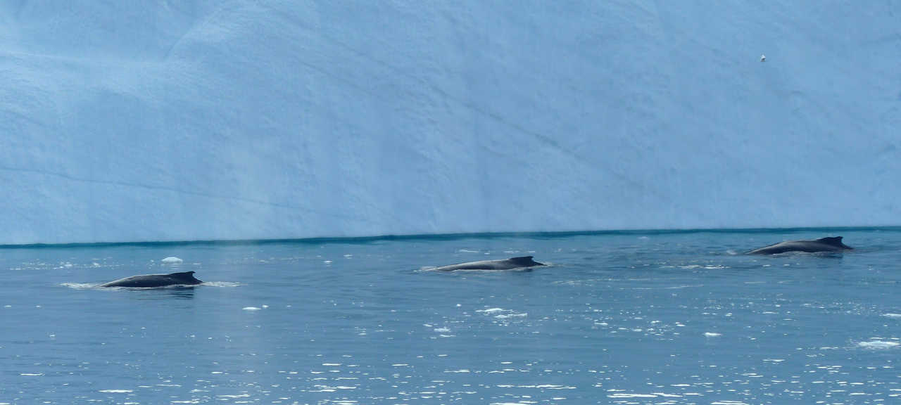 Baleine en baie de Disko