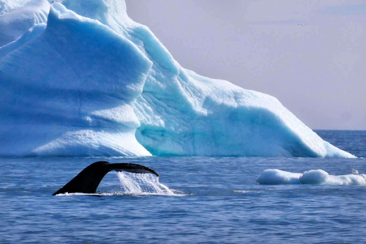 Baleine qui sonde au Groenland