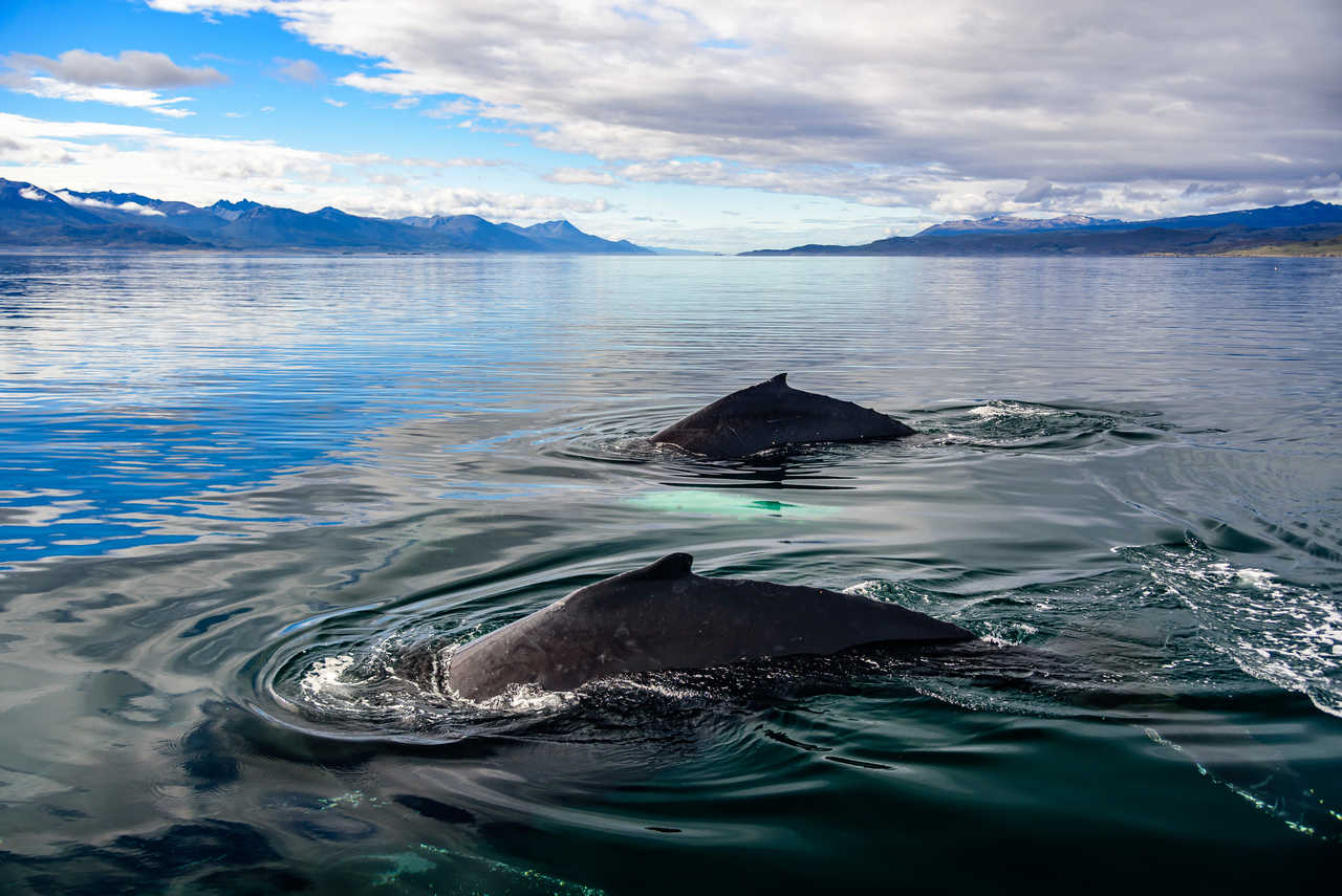 Baleines dans le canal Beagle, Chili