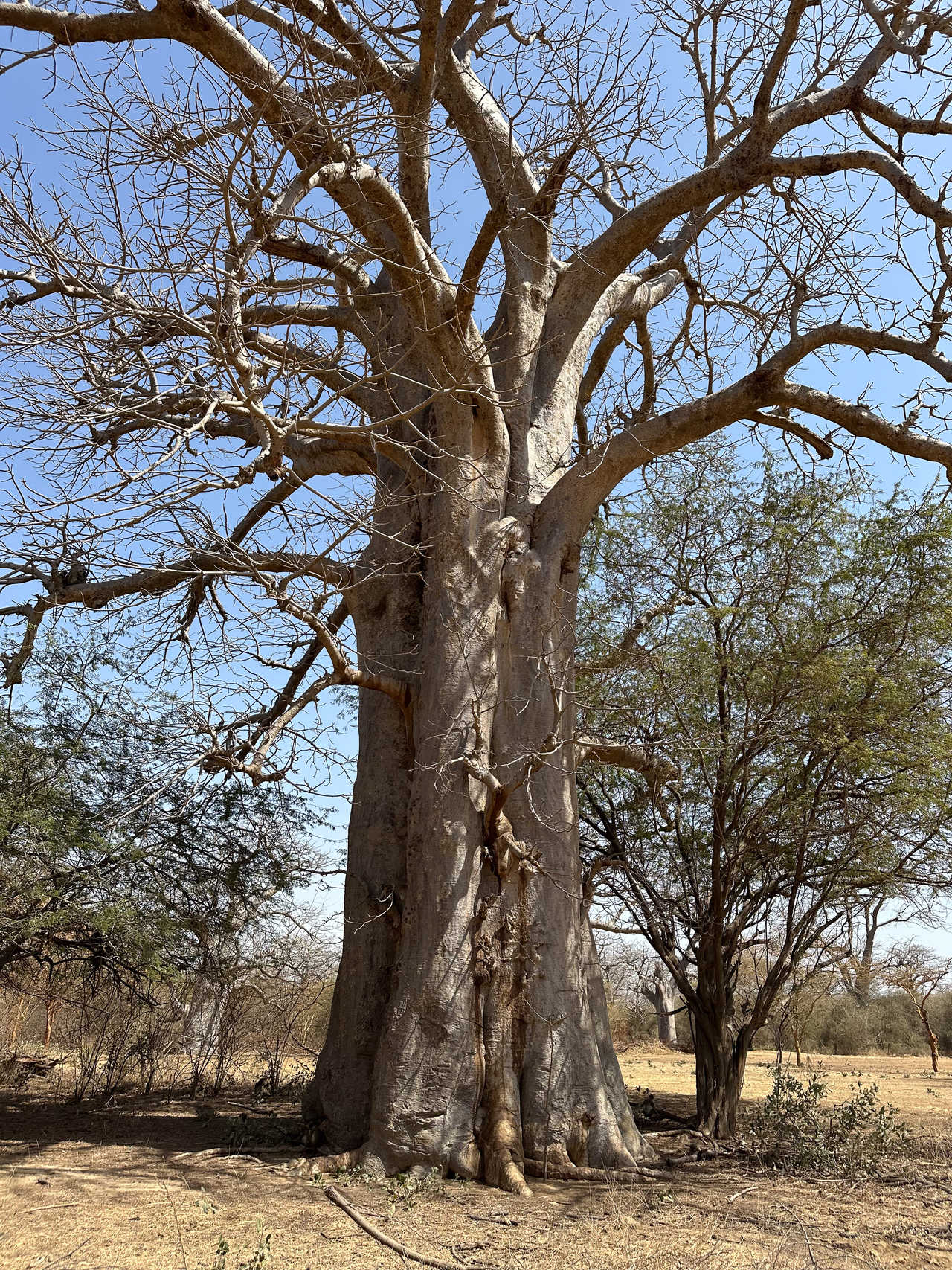 Baobab dans la réserve de Bandia au Sénégal