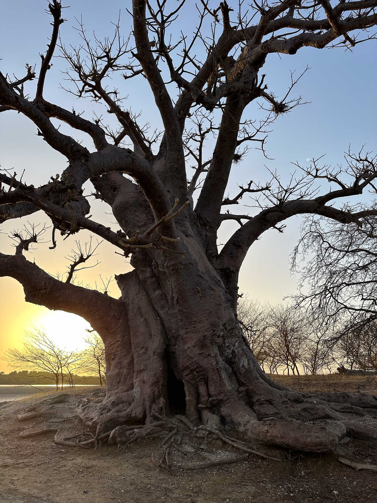 Baobab vers le Sine Saloum au Sénégal